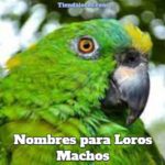 mejores nombres para loro macho, nombres para pericos machos, nombres para cotorros masculinos, nombres para loros machos, que nombre ponerle a mi loro macho