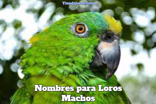 mejores nombres para loro macho, nombres para pericos machos, nombres para cotorros masculinos, nombres para loros machos, que nombre ponerle a mi loro macho