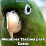 nombres tiernos para loros, nombres para loros tiernos y bonitos, nombres lindos para loros, nombres de cotorros dulces, nombres tiernos para pericos