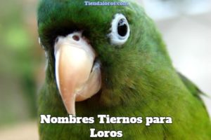 nombres tiernos para loros, nombres para loros tiernos y bonitos, nombres lindos para loros, nombres de cotorros dulces, nombres tiernos para pericos