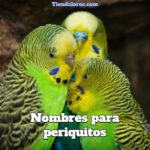 nombres para periquitos, nombres para periquitos machos, nombres para periquitos hembras, nombres para periquitos unisex divertidos, famosos y originales