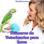 números de veterinarios para loros, contactar veterinarios para loros, contacto de veterinarios para loros, sitios web agendar cita para veterinarios de aves