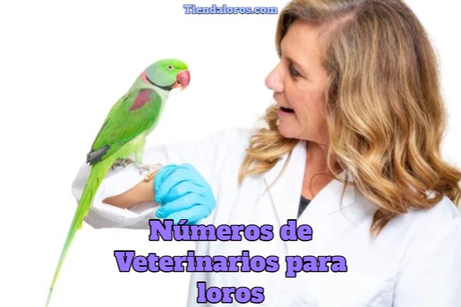 números de veterinarios para loros, contactar veterinarios para loros, contacto de veterinarios para loros, sitios web agendar cita para veterinarios de aves