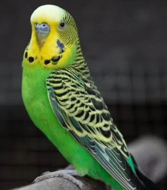 periquito australiano macho por el color azul de su cera, como saber si un periquito es macho o hembra