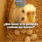 por que mi periquita saca sus huevos del nido, que hacer para que mi periquita no deseche sus huevos, por que la perica rechaza sus huevos