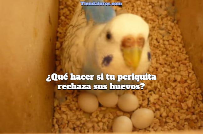 por que mi periquita saca sus huevos del nido, que hacer para que mi periquita no deseche sus huevos, por que la perica rechaza sus huevos