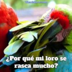 por que mi loro se rasca mucho? razones para que el loro se rasque tanto, que hacer para evitarlo