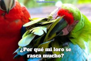 por que mi loro se rasca mucho? razones para que el loro se rasque tanto, que hacer para evitarlo