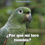 por que mi loro tiembla?, por que tiemblan los loros?, por que los loros tiemblan, por que los pericos tiemblan?