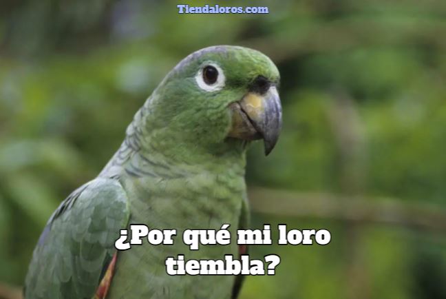 por que mi loro tiembla?, por que tiemblan los loros?, por que los loros tiemblan, por que los pericos tiemblan?