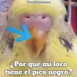 por que mi loro tiene el pico negro, por que mi perico tiene el pico negro, razones de la pigmentación negra en el pico de los pericos