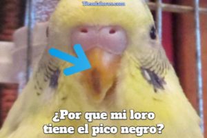 por que mi loro tiene el pico negro, por que mi perico tiene el pico negro, razones de la pigmentación negra en el pico de los pericos