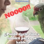 puedo darle vino a un loro para que hable mas rápido?, no se le puede dar vino a los loros para que aprendan a hablar, el vino es dañino para los loros, el alcohol es malo para los pericos