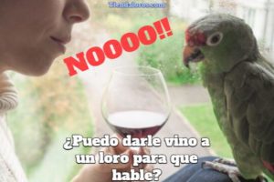 puedo darle vino a un loro para que hable mas rápido?, no se le puede dar vino a los loros para que aprendan a hablar, el vino es dañino para los loros, el alcohol es malo para los pericos