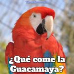 que come la guacamaya?, alimentación del guacamayo, que comen los guacamayos, de que se alimentan las guacamayas y guacamayos