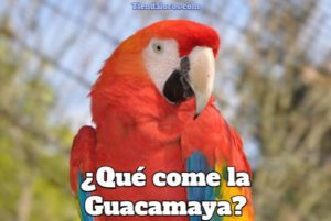 que come la guacamaya?, alimentación del guacamayo, que comen los guacamayos, de que se alimentan las guacamayas y guacamayos