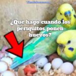 que hacer cuando los periquitos ponen huevos? que hago si mi loro pone huevos?