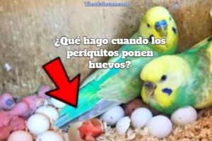 que hacer cuando los periquitos ponen huevos? que hago si mi loro pone huevos?