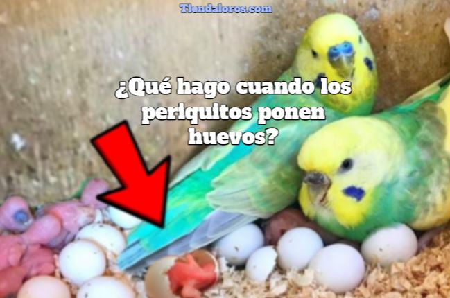 que hacer cuando los periquitos ponen huevos? que hago si mi loro pone huevos?