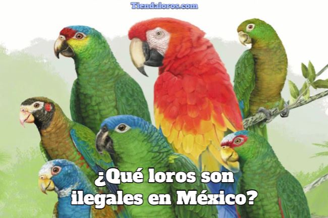 que loros son ilegales en mexico?, cuales son las especies de loros y pericos ilegales en méxico?