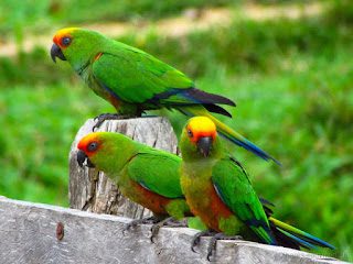 Conure de frente roja (Aratinga auricapillus), los loros más bonitos del mundo