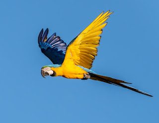 Guacamayo azul y amarillo (Ara ararauna), los loros más hermosos del mundo