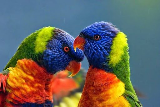 Loro arcoiris (Trichoglossus moluccanus), los loros más bonitos del mundo