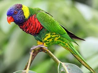 Loro arcoiris (Trichoglossus moluccanus), los loros más bonitos del mundo