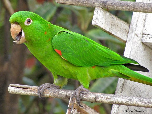 Periquito de Maracaná (Aratinga leucophthalma), los loros más hermosos del mundo