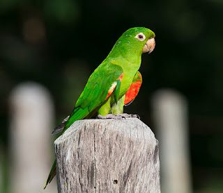 Periquito de Maracaná (Aratinga leucophthalma), los loros más hermosos del mundo