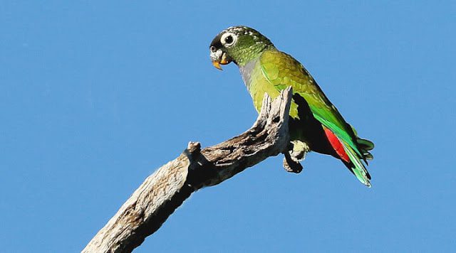 Loro Verde (Pionus maximiliani), los loros más bonitos del mundo