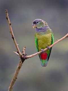 Loro Verde (Pionus maximiliani), los loros más bonitos del mundo