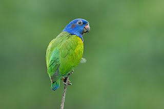 Loro cabeciazul (Pionus menstruus), los loros más bonitos del mundo