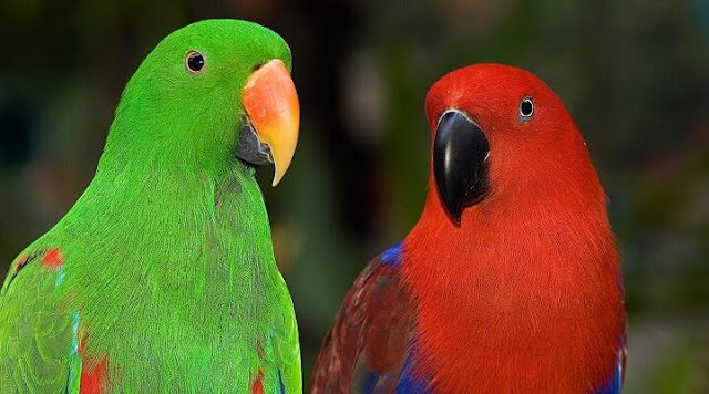 Loro Eclectus (Eclectus roratus roratus), lista de los loros más hermosos del mundo