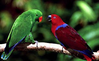 Loro Eclectus (Eclectus roratus roratus), los loros más bellos del mundo