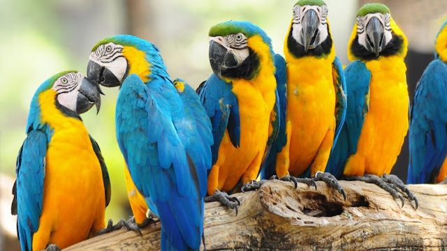 Guacamayo azul y amarillo (Ara ararauna), los loros más bellos del mundo