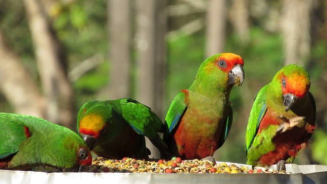 Conure de frente roja (Aratinga auricapillus), los loros más bonitos del mundo