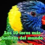 los 10 loros mas bonitos del mundo, lista de loros más hermosos del mundo, loros más bellos del mundo. Estos son los loros más lindos del planeta