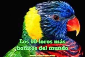 los 10 loros mas bonitos del mundo, lista de loros más hermosos del mundo, loros más bellos del mundo. Estos son los loros más lindos del planeta