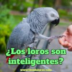 ¿los loros son inteligentes? la gran inteligencia de los loros, los loros son más inteligentes que los perros, los loros son las aves domésticas más inteligentes