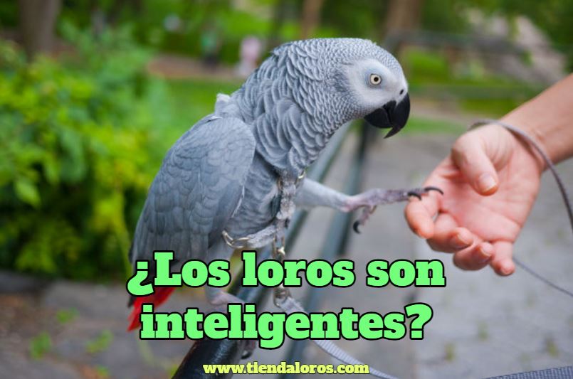 ¿los loros son inteligentes? la gran inteligencia de los loros, los loros son más inteligentes que los perros, los loros son las aves domésticas más inteligentes