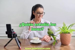 quien estudia los loros?, quien se encarga de estudiar a las aves? los ornitólogos son los encargados de estudiar a los loros