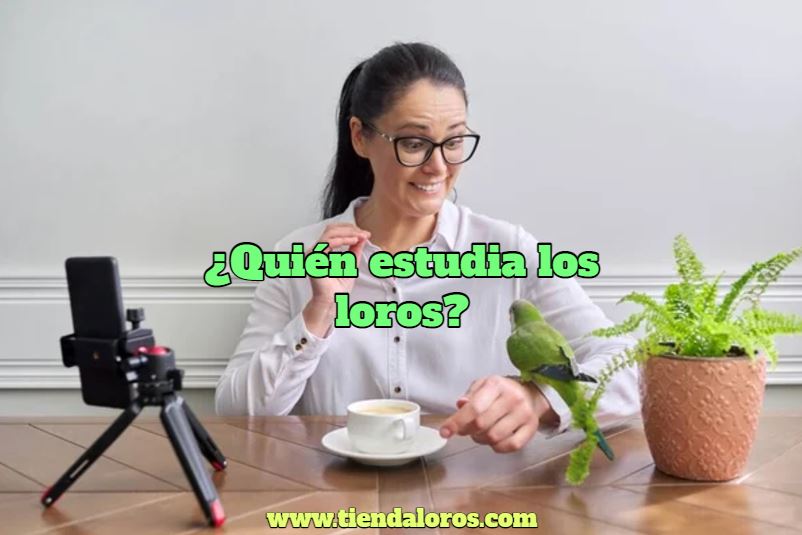 quien estudia los loros?, quien se encarga de estudiar a las aves? los ornitólogos son los encargados de estudiar a los loros