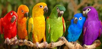 adoptar un loro como elegir la especie del periquito