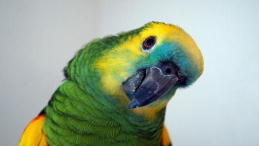 clamidia en loros