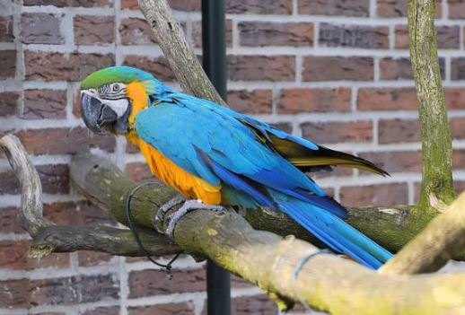 clamidiasis en loros