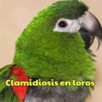 clamidiosis en loros clamidia