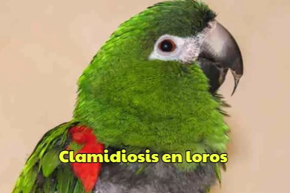 clamidiosis en loros clamidia