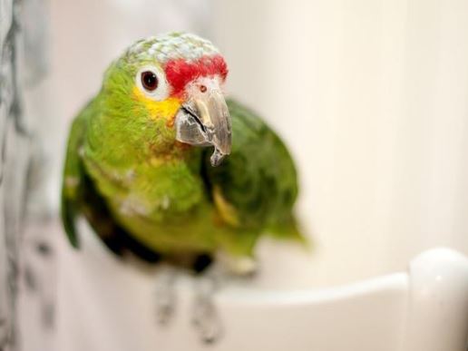 clamidiosis en loros