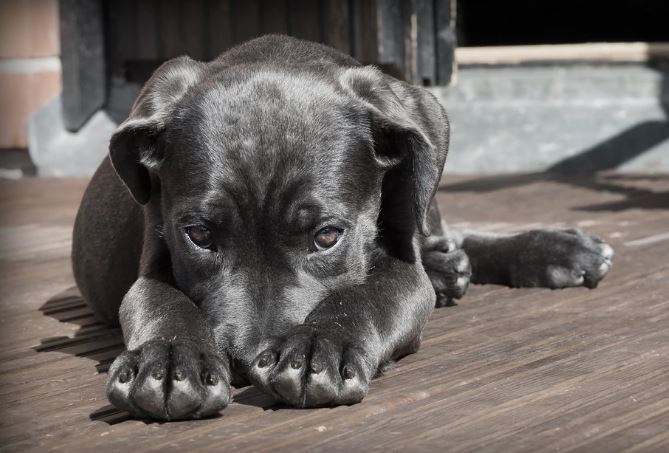 cohabitación entre loros y perros